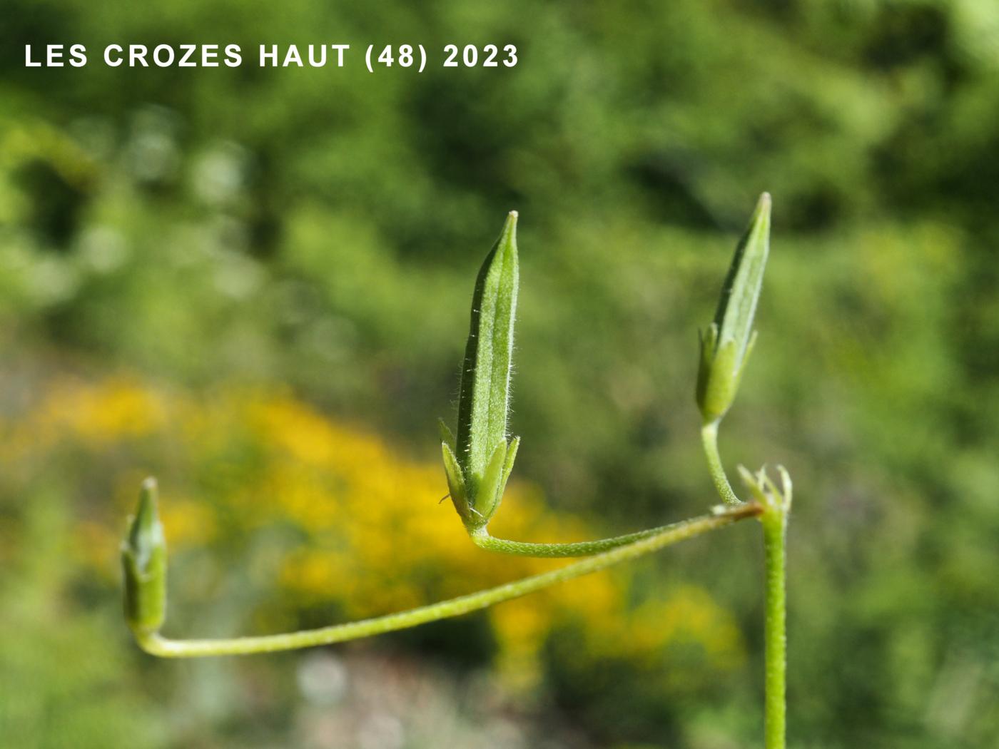 Sorrel, Upright yellow fruit
